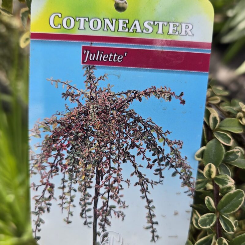 Cotoneaster julienne half std