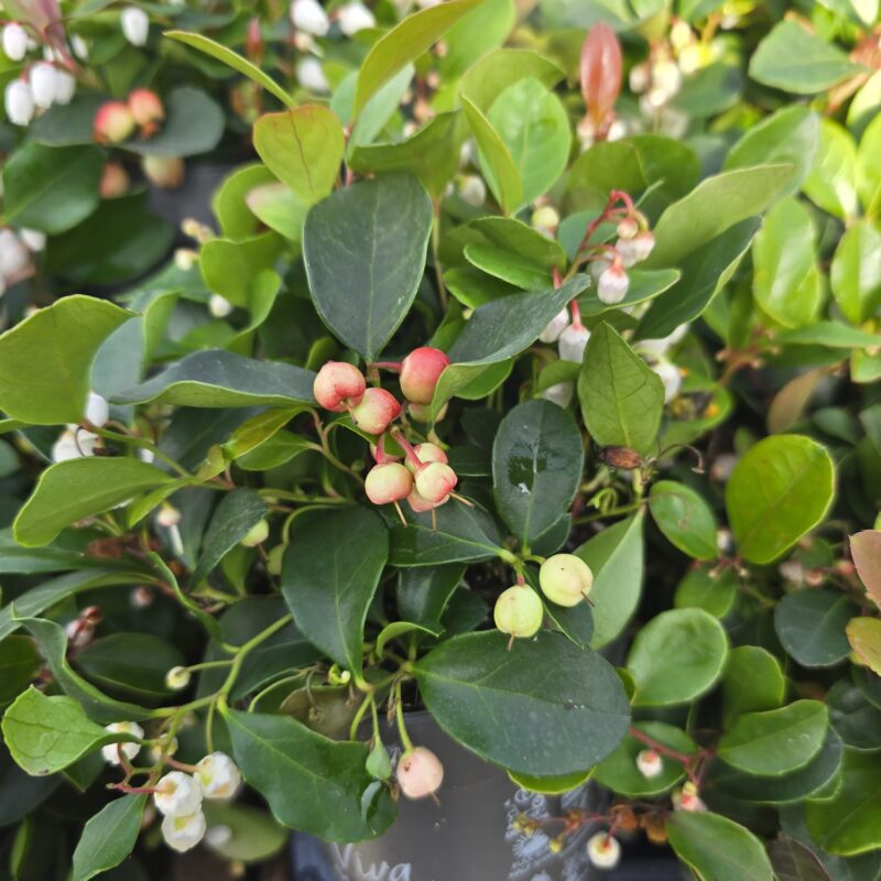 Gaultheria 10cm