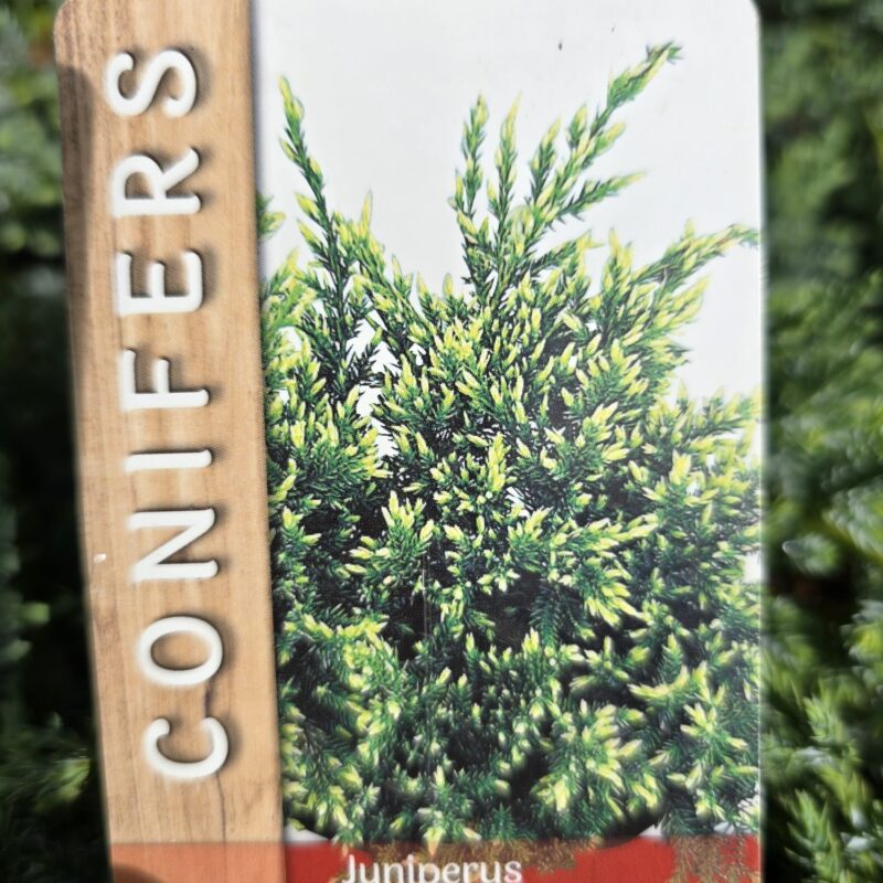 Juniperus holger 2ltr