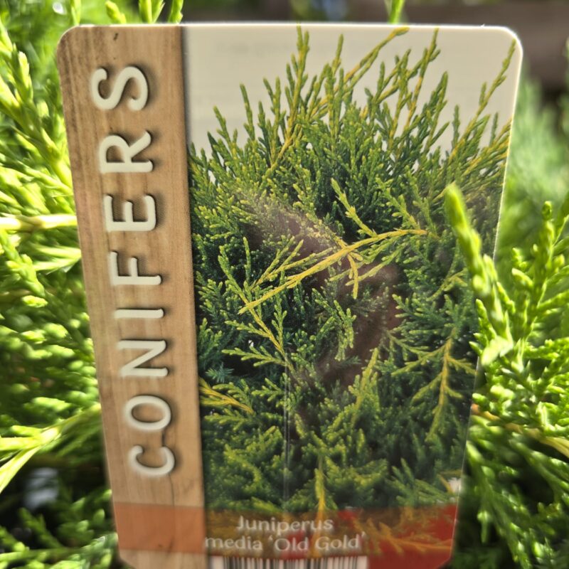 Juniperus old gold 2ltr