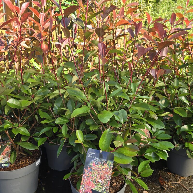 photinia red robin 10ltr