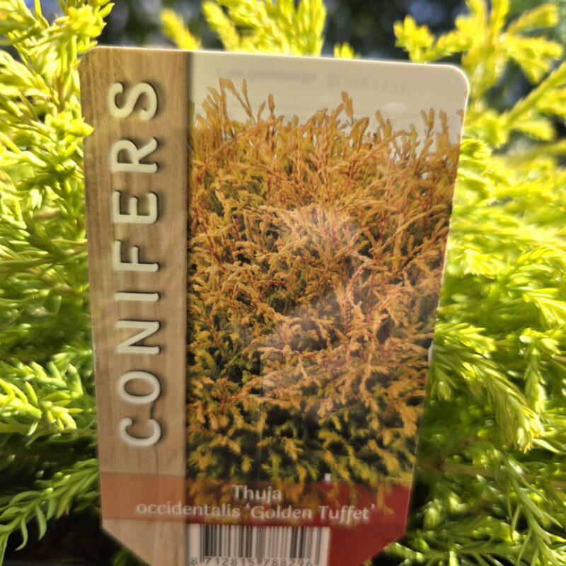 Thuja gold tuffet 2ltr