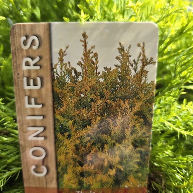 Thuja rheingold 2ltr