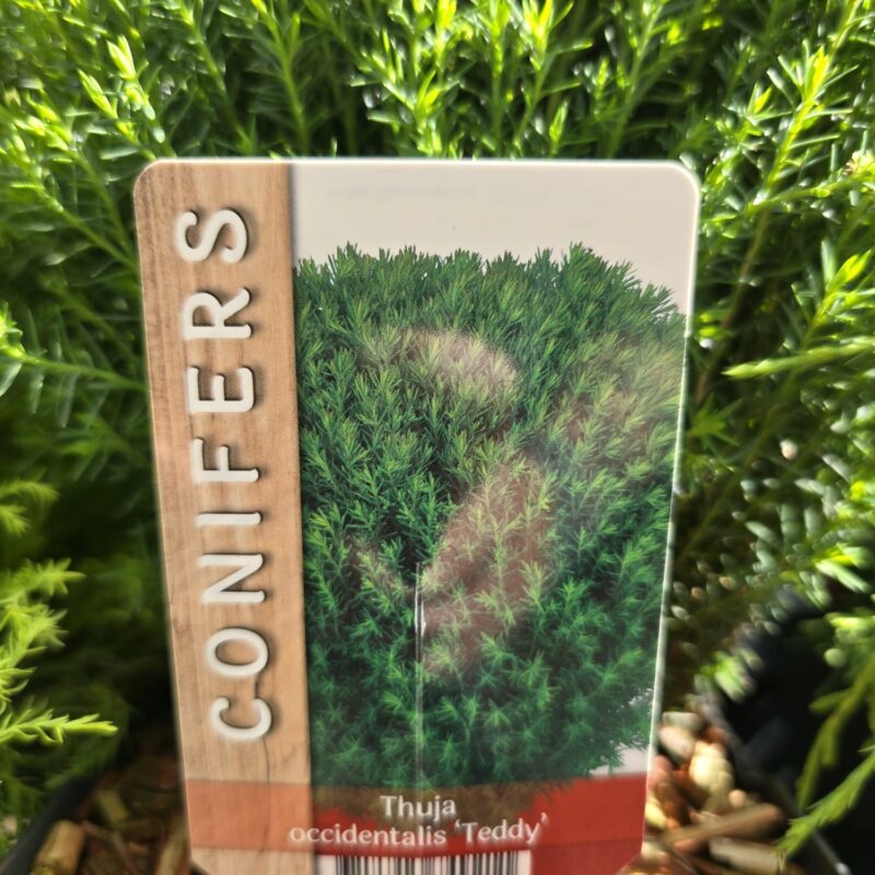 Thuja teddy 2ltr