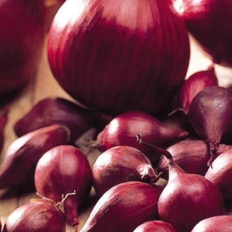 Red baron onion sets Qty50