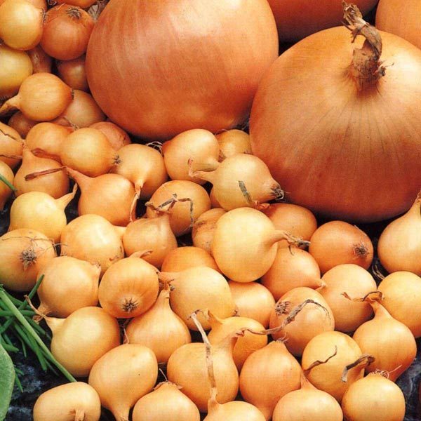 Golden Garnet onion sets