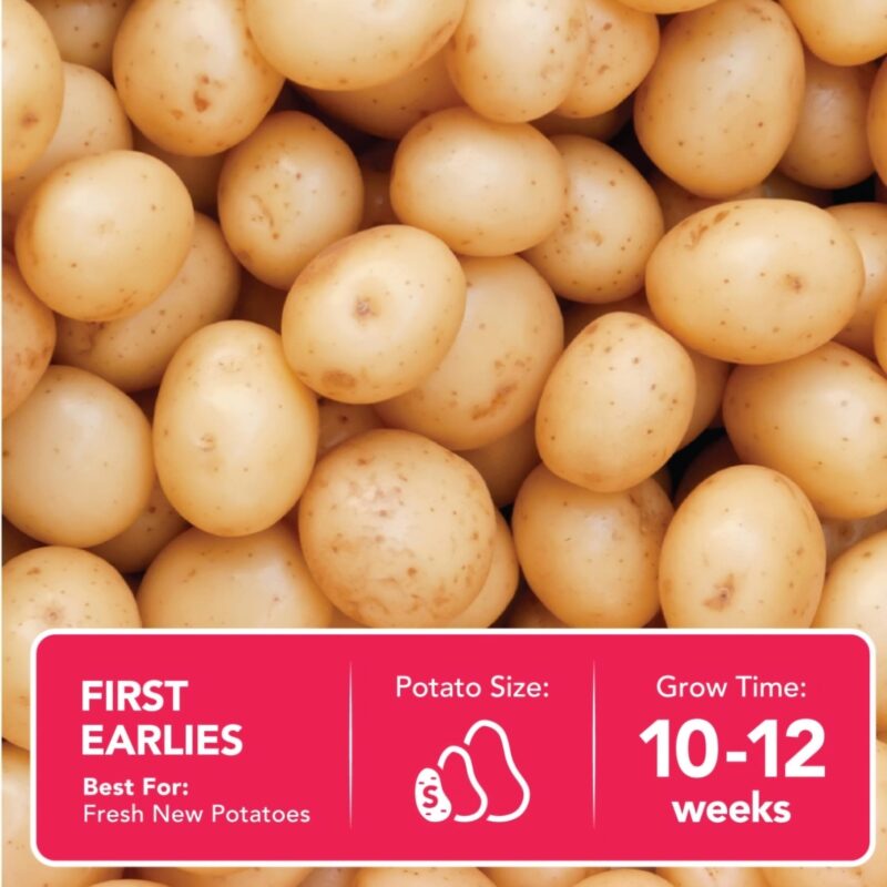 Casablanca Seed Potatoes 2kg