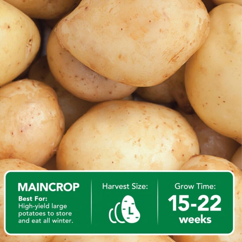 Maris Piper Seed Potatoes 2kg