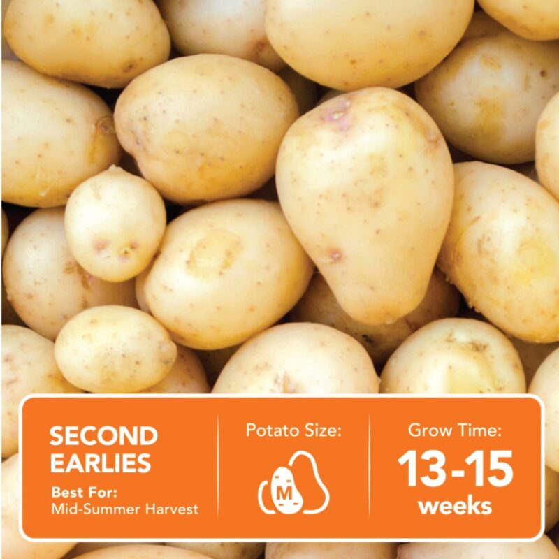 Maris Peer Seed Potatoes 2kg