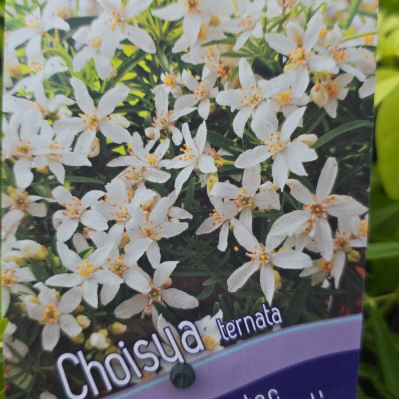 Choisya aztec pearl 2ltr