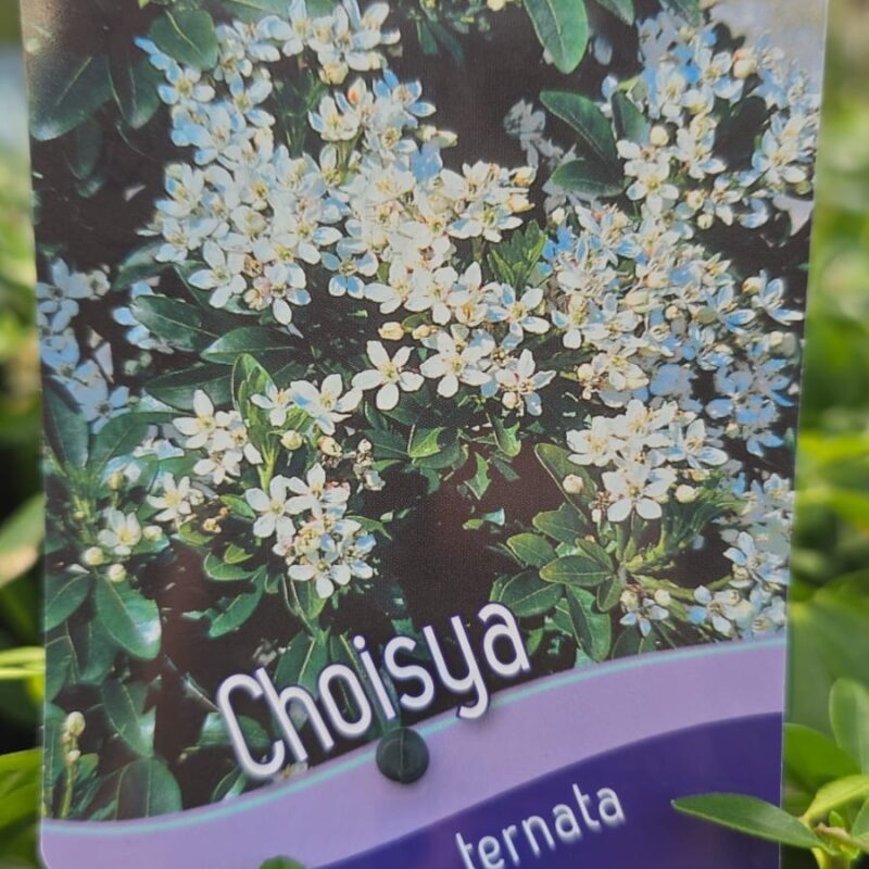 Choisya ternata 2ltr