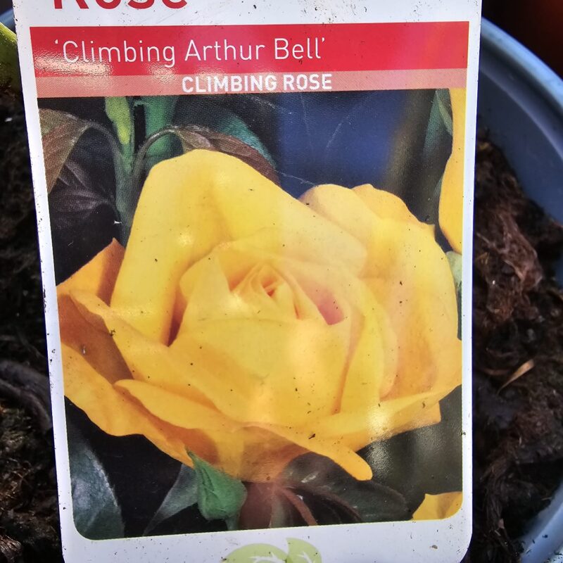 Climbing rose Arthur bell 2ltr