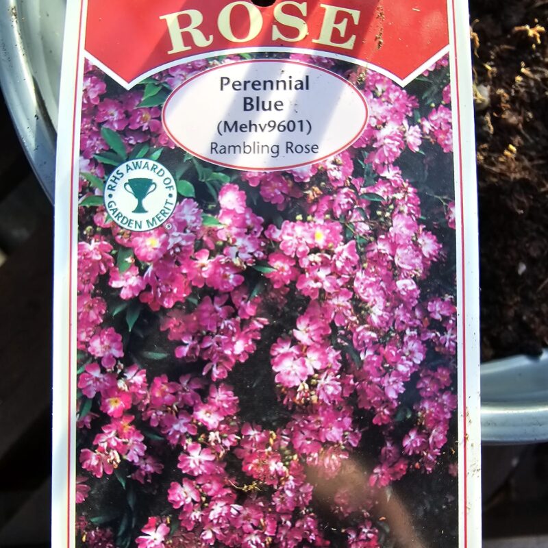 Climbing rose perennial blue 2ltr