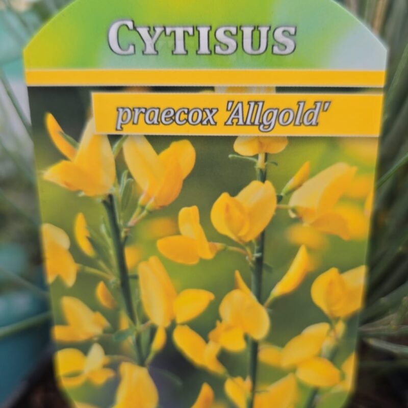 Cytisus all gold 1.5ltr