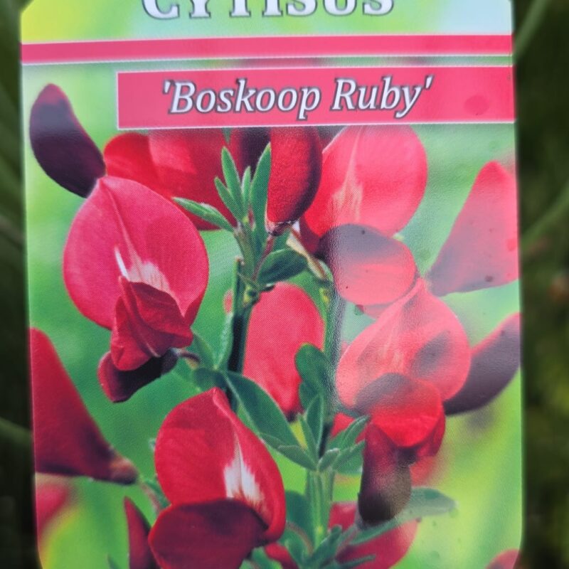 Cytisus boskoop Ruby 1.5ltr