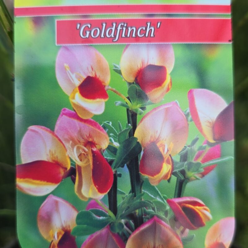 Cytisus goldfinch 1.5ltr