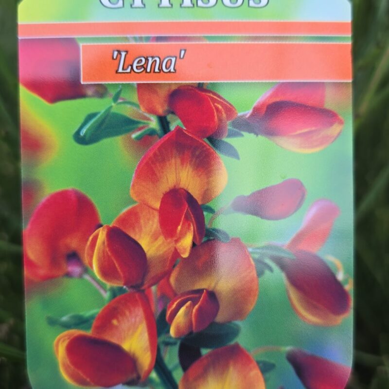 Cytisus lena 1.5ltr