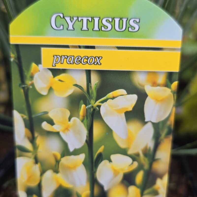 Cytisus praecox 1.5ltr