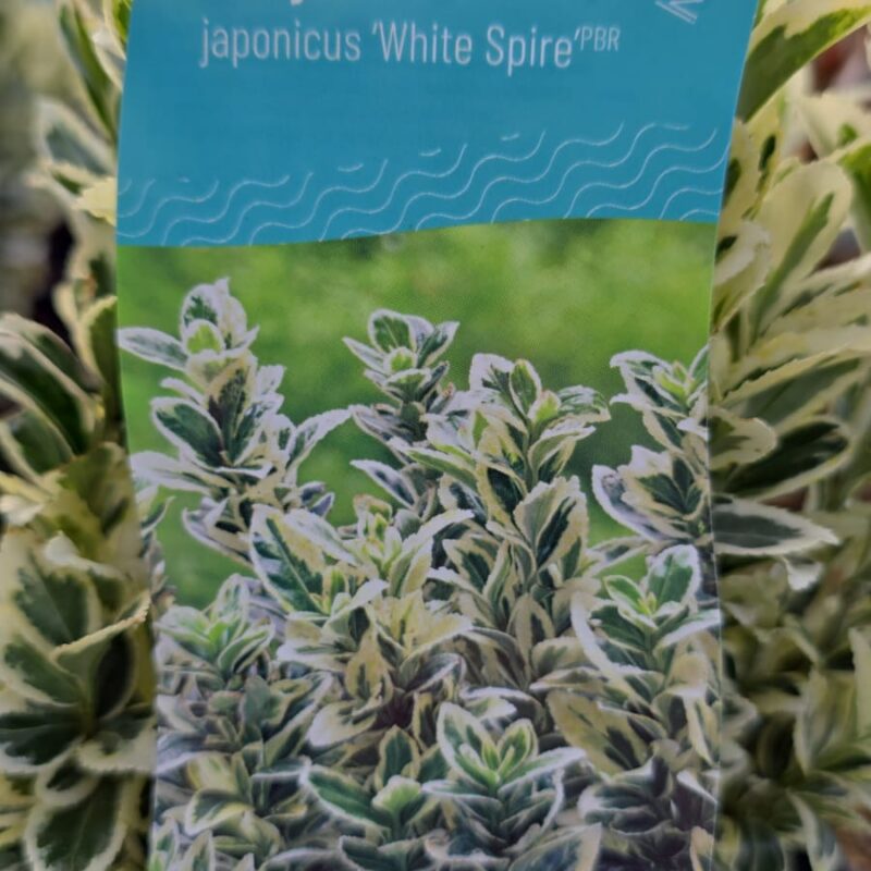 Euonymus white spire 2ltr