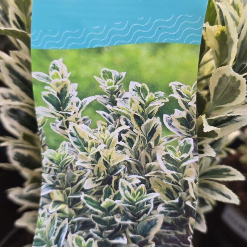 Euonymus white spire 4ltr