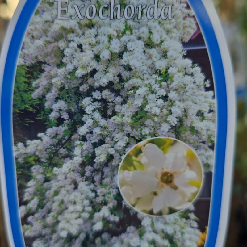 Exochordia the bride 2ltr