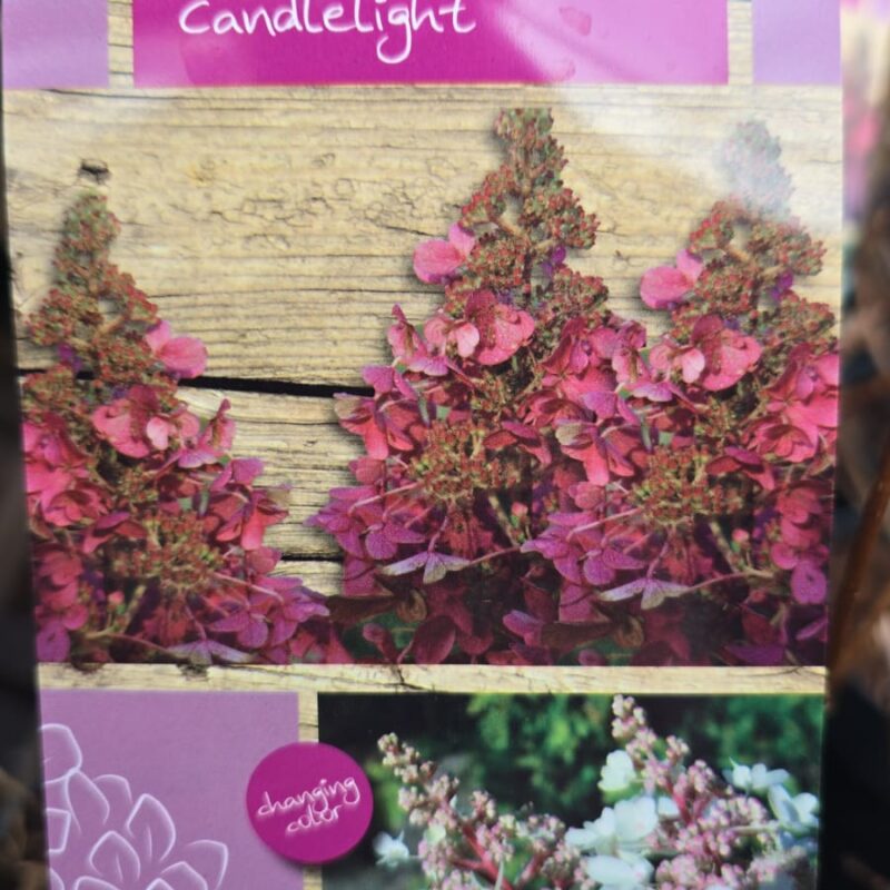 Hydrangea paniculata candlelight 5ltr