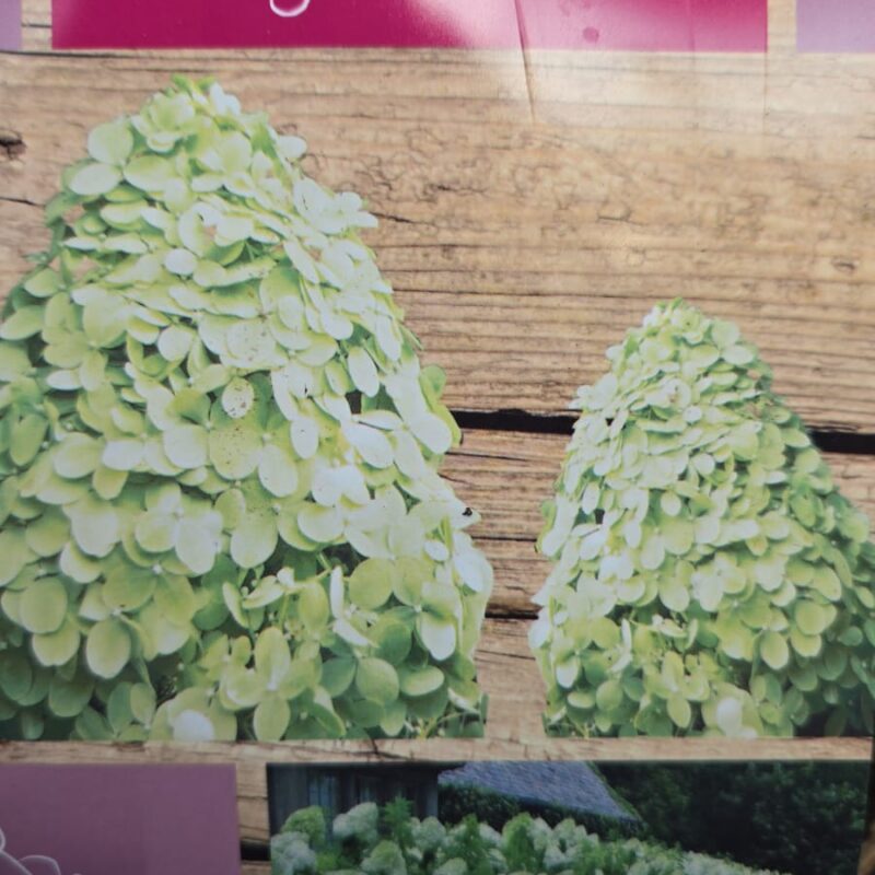 Hydrangea paniculata limelight 5ltr
