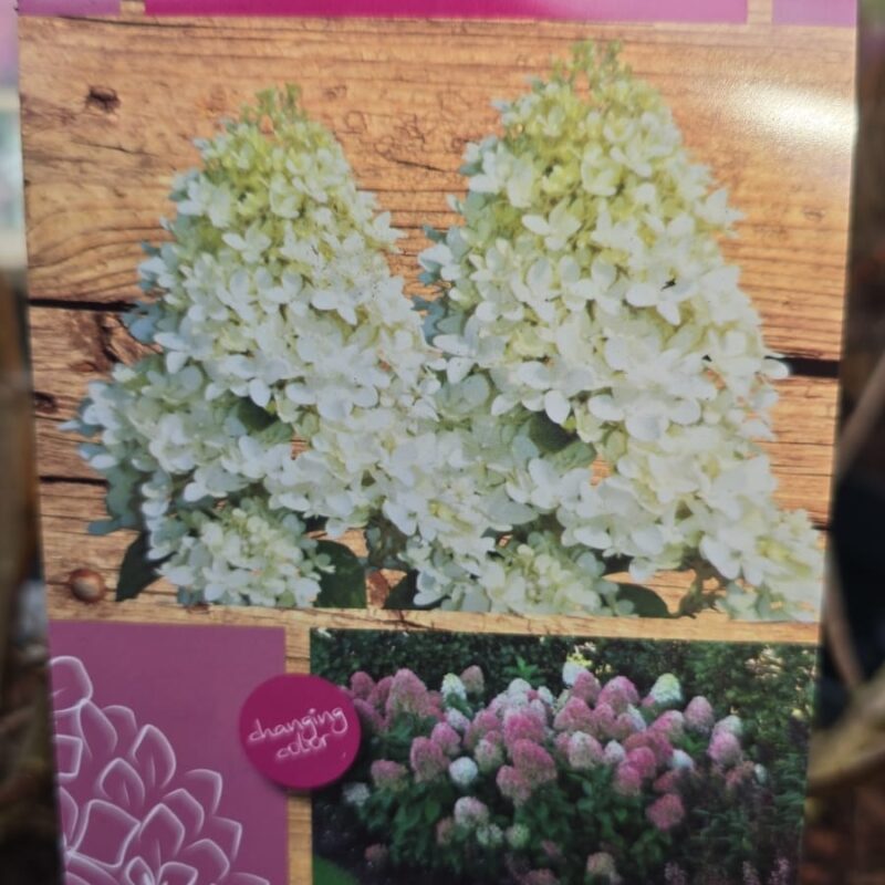 Hydrangea paniculata magical candle 5ltr