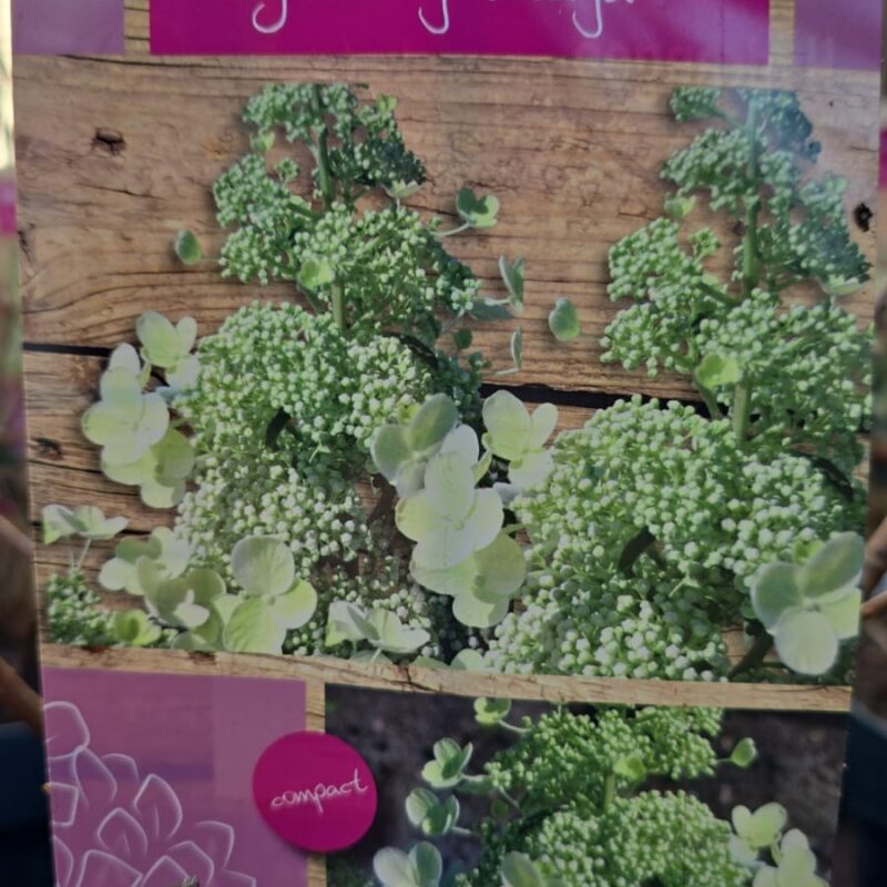 Hydrangea paniculata magical hymalaya 5ltr