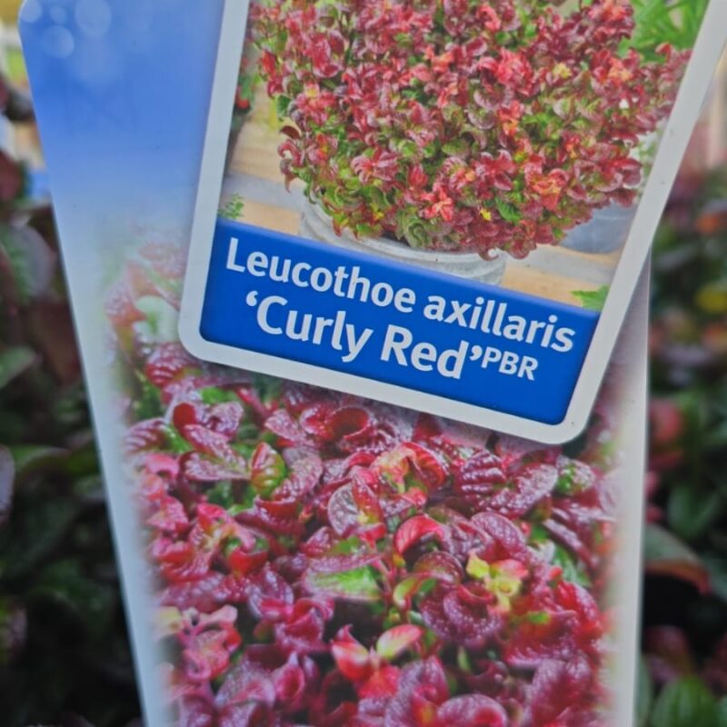 Leucothoe curly red 2ltr