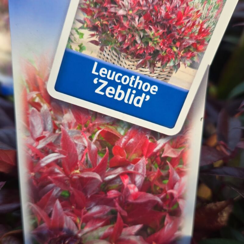 Leucothoe zeblid 2ltr