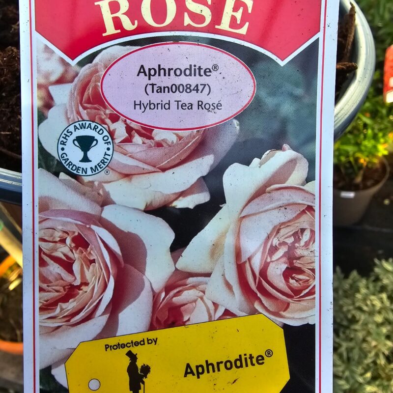 Rose aphrodite 2ltr