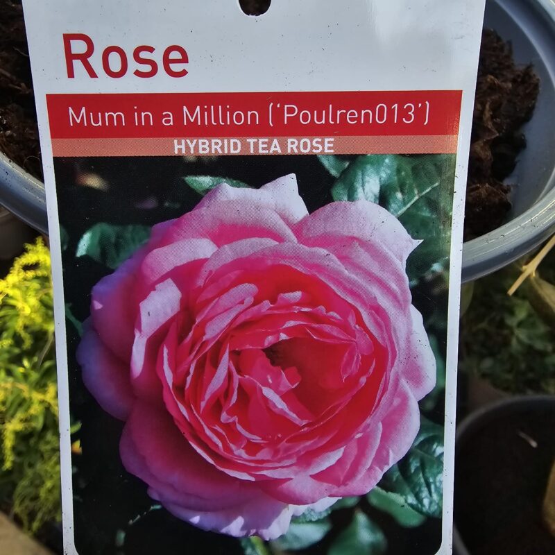 Rose mum in a million 2ltr