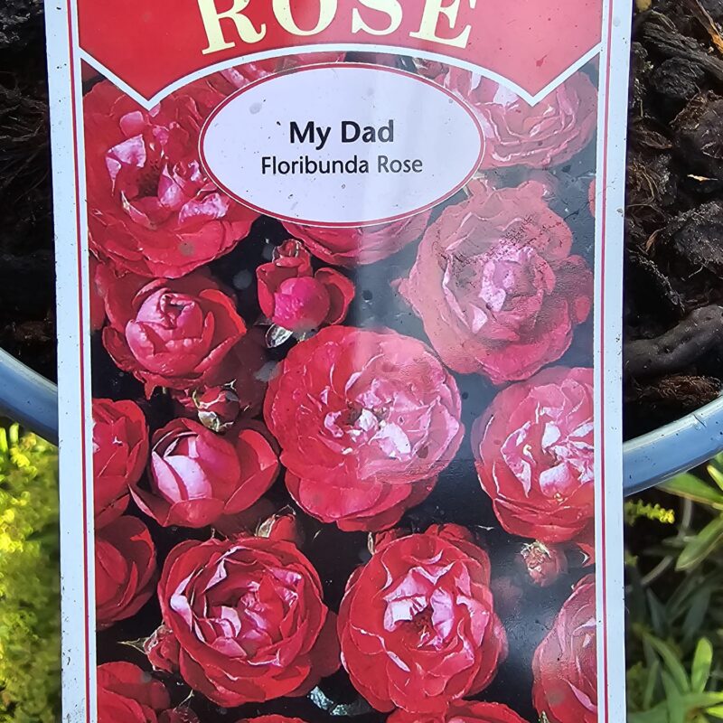 Rose my dad 2ltr