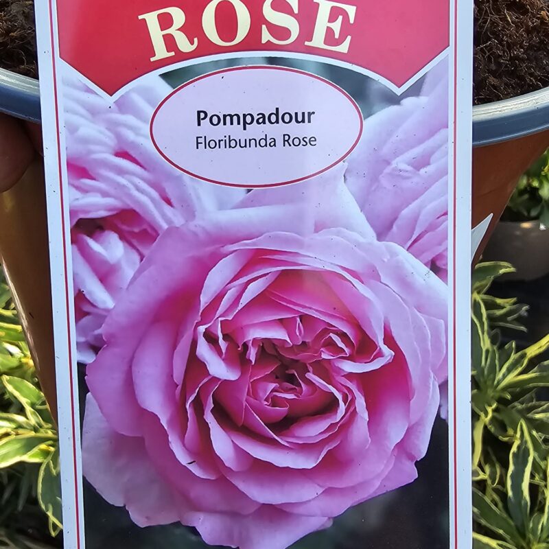 Rose pompadour 2ltr