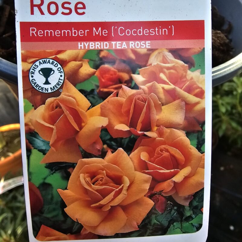 Rose remember me 2ltr