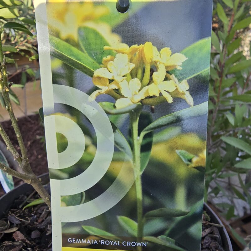 Daphne royal crown 2 ltr