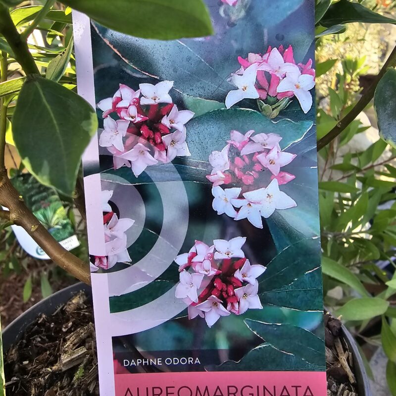 Daphnie aureomarginata 2 ltr