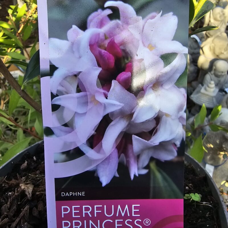 Daphnie Perfume princess 2 ltr