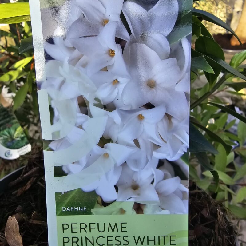 Daphnie Perfume princess white 2 ltr
