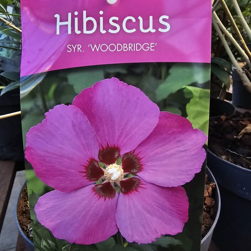Hibiscus Woodbridge 5 ltr