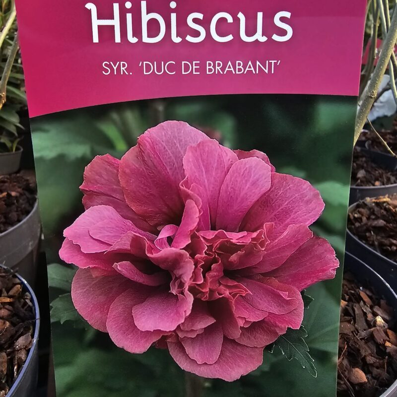 Hibiscus duc de barbant 5 ltr