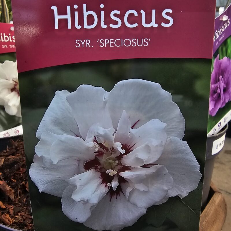 Hibiscus Specious 5 ltr