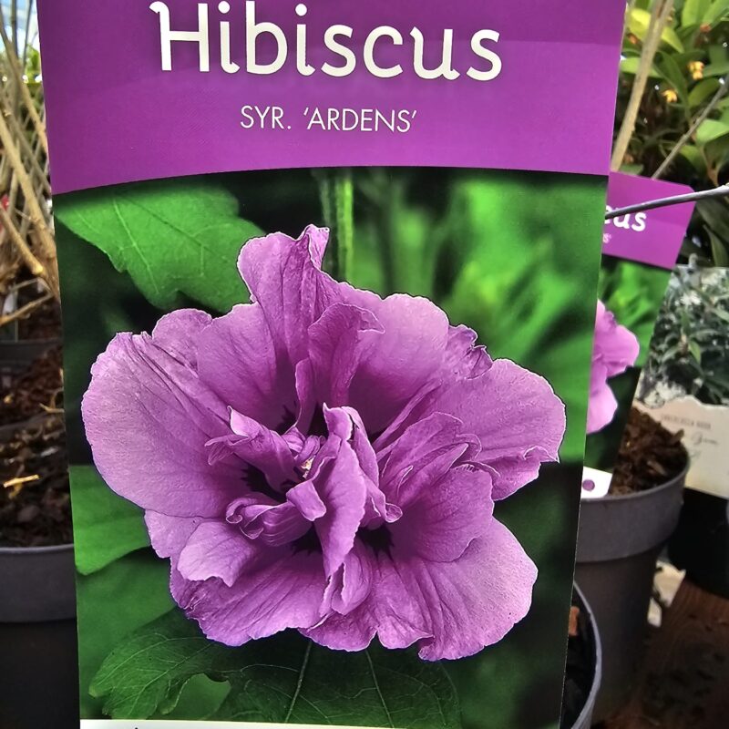 Hibiscus Ardens 5 ltr