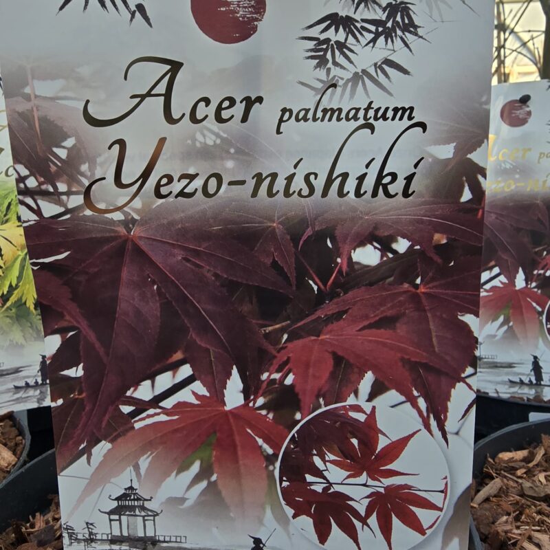 Acer Yezo nishiki 2 ltr