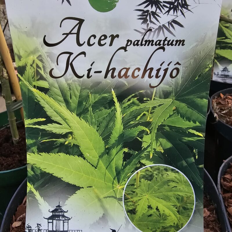 Acer Ki-Hachijo 2ltr
