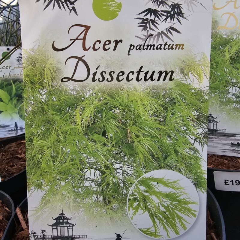 Acer Dissectum 2 ltr