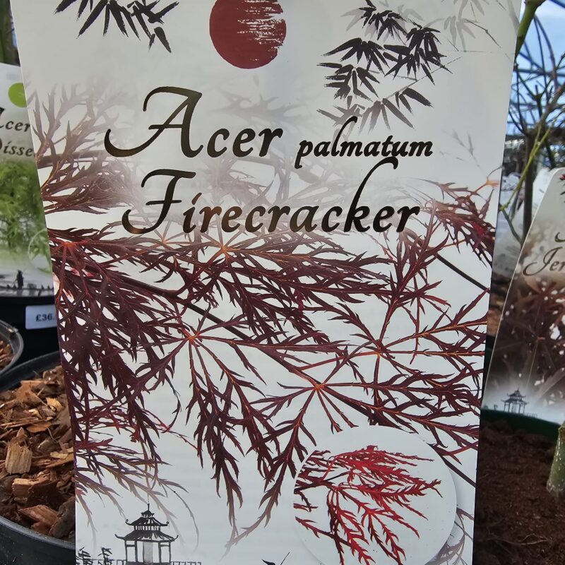 Acer Fire Cracker 5 Ltr