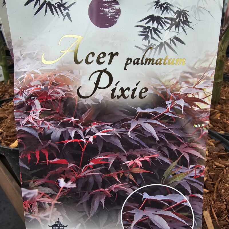 Acer Pixie 5ltr