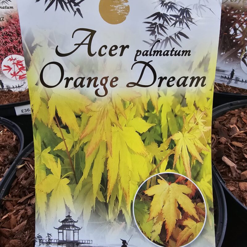 Acer Orange Dream 5 Ltr